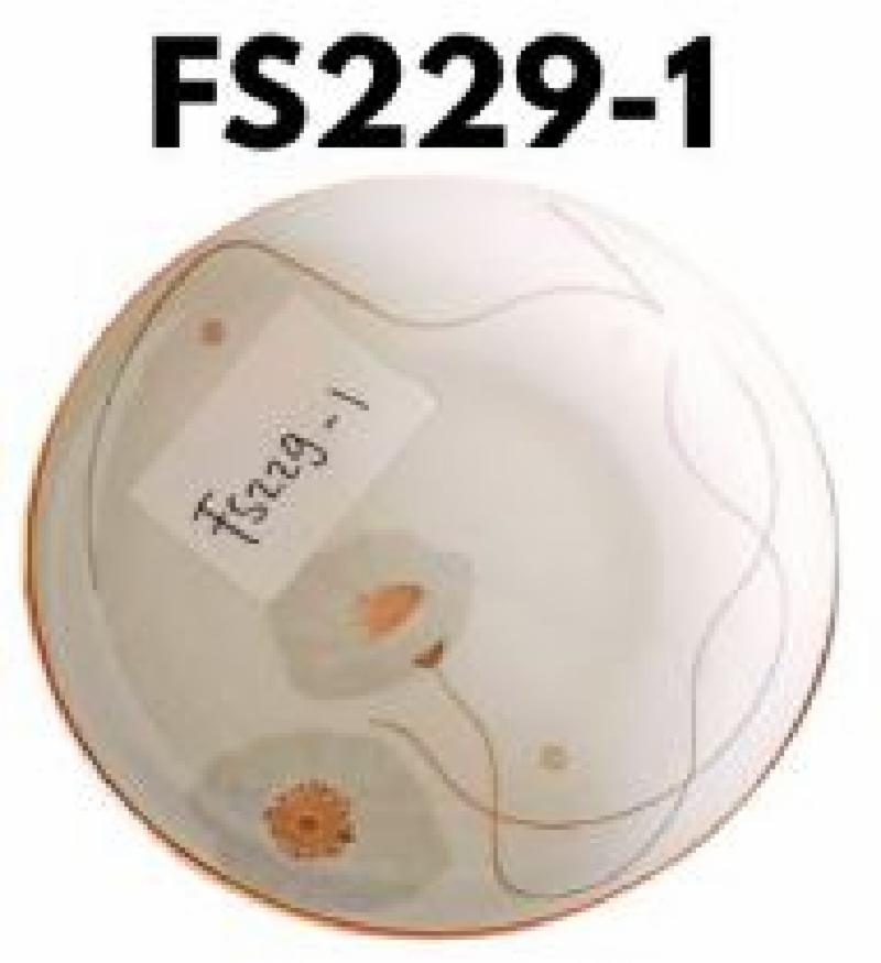 Piring Keramik 8"in FS229-1 (60pcs)